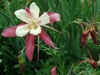 Bi-colored flower