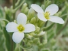 flower and leaves