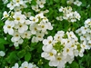 flower and leaves