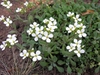 Arabis caucasica