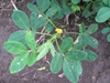 Arachis hypogaea