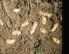Arachis hypogaea