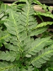 Arachniodes simplicior 'Variegata'