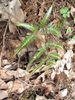 Arachniodes simplicior 'Variegata'