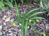 Arachniodes simplicior 'Variegata'