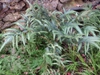 Arachniodes simplicior 'Variegata'