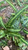 Arachniodes simplicior (east India holly fern)
