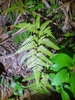 Arachniodes sp.