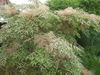 Aralia elata 'Variegata'