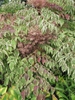 Aralia elata 'Variegata'