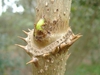 Aralia spinosa - axil prickles