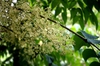 Aralia Elata