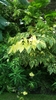 Hanging branches with arrowhead shaped variegated foliage