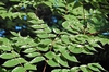Aralia elata