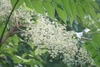 Panicles of white flowers