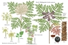 Color illustrations of the technical details of this species.