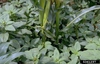 Amaranthus retroflexus
