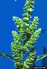 Amaranthus rettoflexus