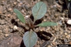 Aramanthus retroflexus