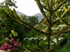 Araucaria araucana