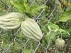Form