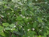 Form