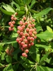 Arbutus menziesii