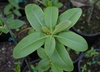 Leaves