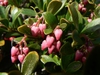 Arctostaphylos uva-ursi