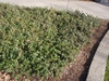 Arctostaphylos uva-ursi