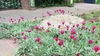 Group of hybrids planted in the ground