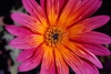 Pink-orange daisy flowers.