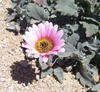 Pale pink daisy flowers and silvery foliage