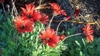 Orange daisy flowers.