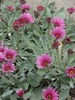 Pink daisy flowers above silvery foliage.
