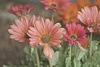 Pale orange daisy flowers.