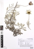 flower and form