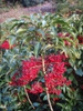 Ardisia crenata