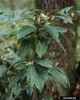 Plant in bloom