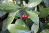 Green leaves and red fruits