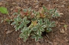 Ardisia japonica