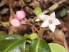 Flower and berries forming