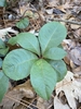 Leaves