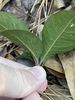 Underside of leaves