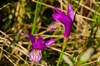 Arethusa bulbosa