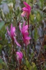 Arethusa bulbosa