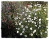 Argyranthemum foeniculaceum
