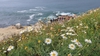 Argyranthemum foeniculaceum