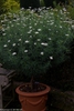 Argyranthemum foeniculaceum