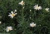 Argyranthemum foeniculaceum